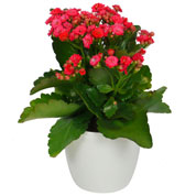 Kalanchoe velmelho + Cachep Branco